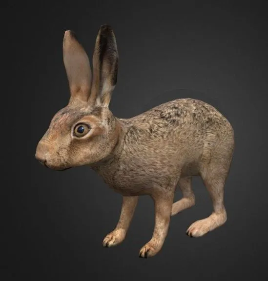 PBR Game 3D Models – Hare