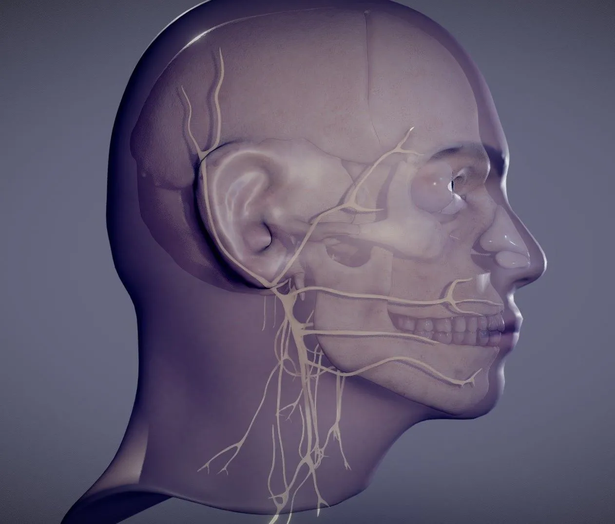 PBR Game 3D Models – Head Skull Cranial Nerves