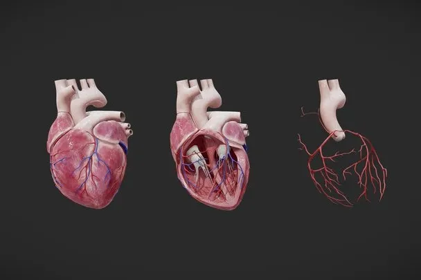 PBR Game 3D Models – Heart Anatomy