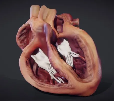 PBR Game 3D Models – Heart Cross Section (Animation)