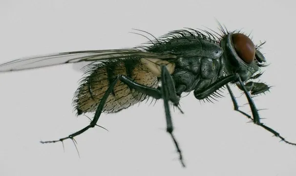 PBR Game 3D Models – Housefly ( Musca Domestica )