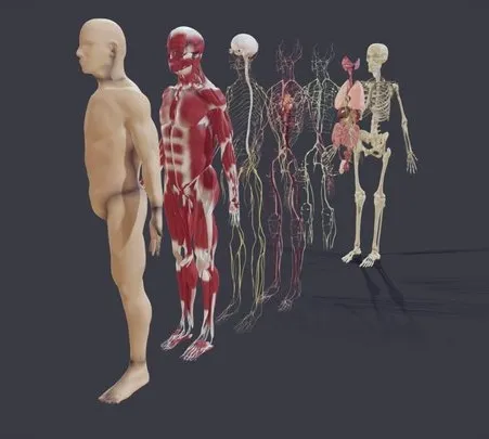 PBR Game 3D Models – Human Anatomy (Male)   Explosive View