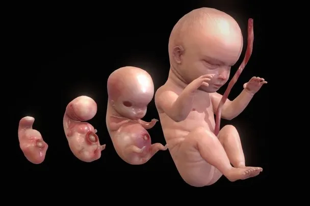 PBR Game 3D Models – Human Embryonic   Fetal Development Stages