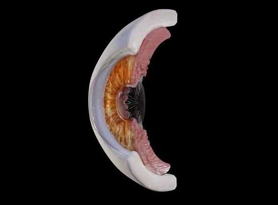 PBR Game 3D Models – Human Eye Anatomy