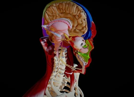 PBR Game 3D Models – Human Head Anatomy