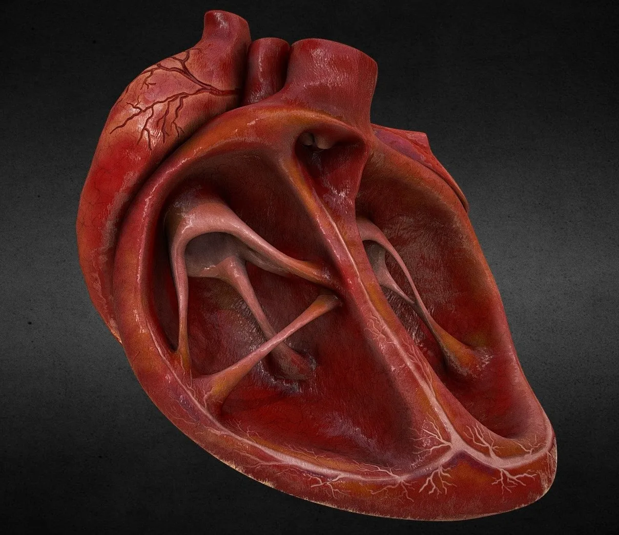 PBR Game 3D Models – Human Heart