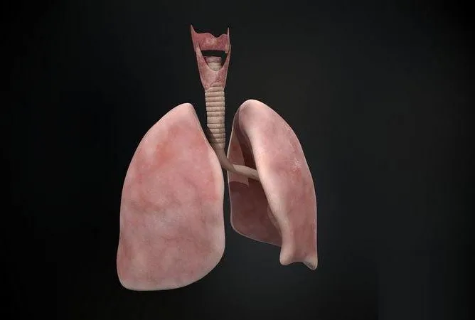 PBR Game 3D Models – Human lungs and trachea