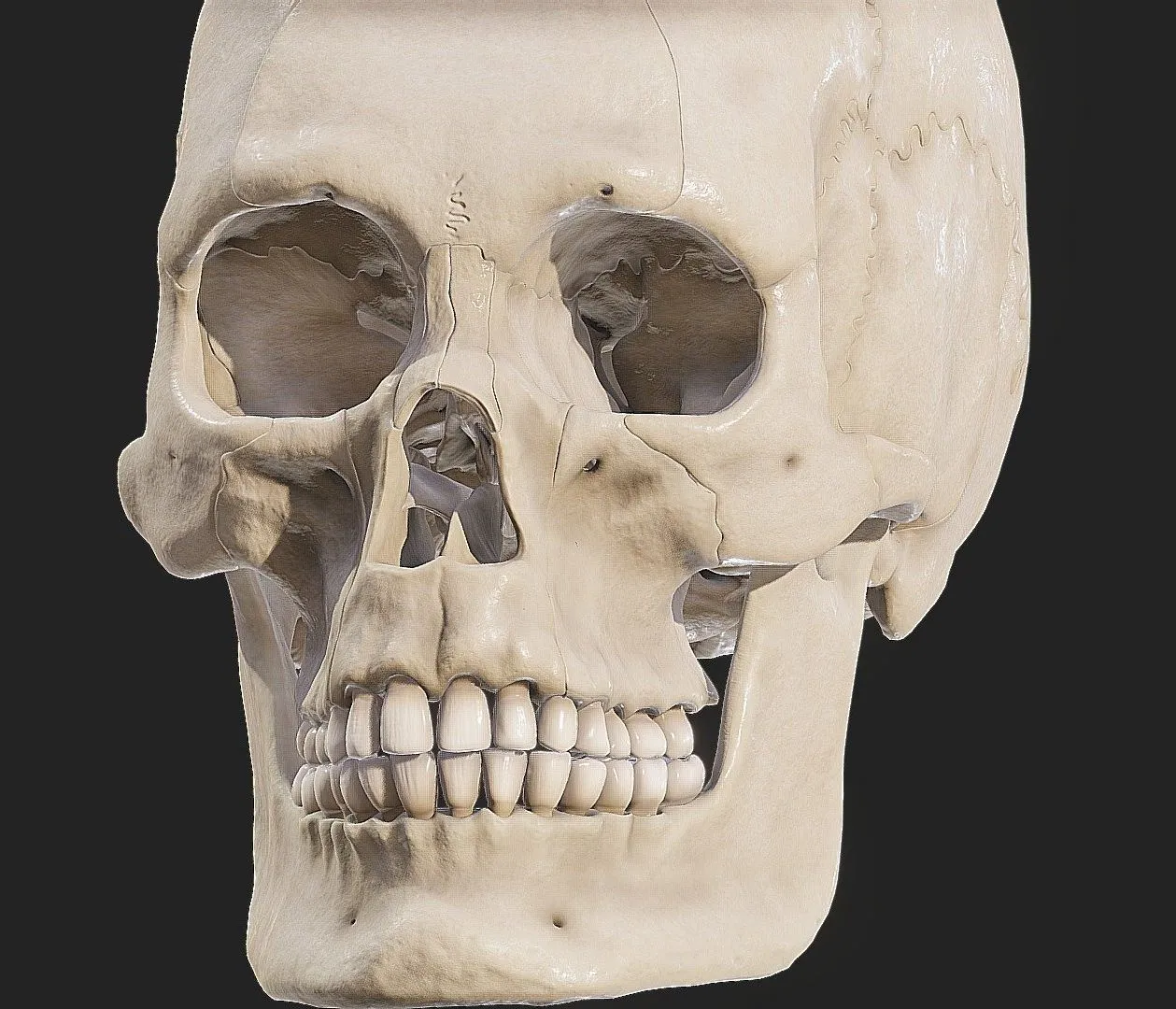 PBR Game 3D Models – Human Skull Explode Anatomy Atlas