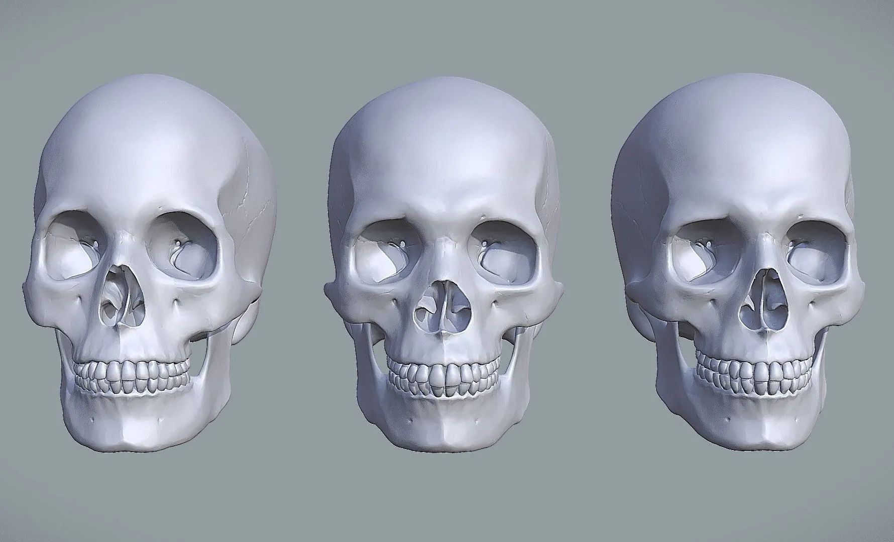 PBR Game 3D Models – Human Skull Variations