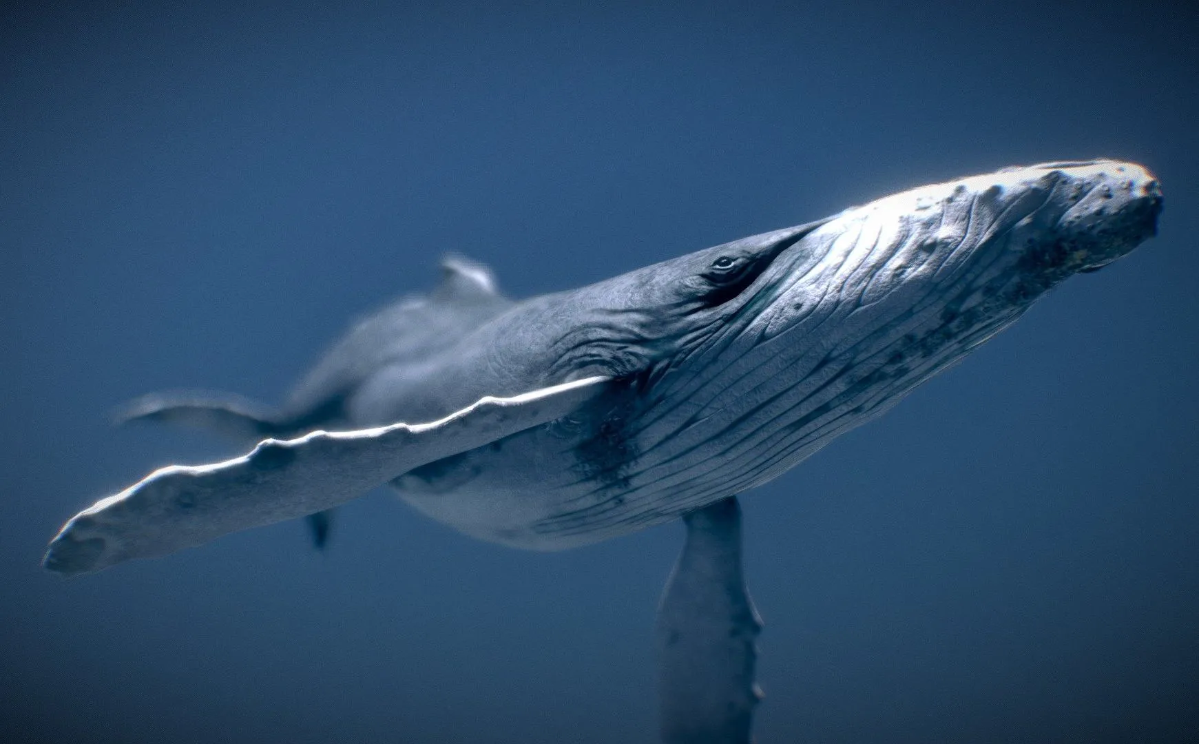 PBR Game 3D Models – Humpback Whale