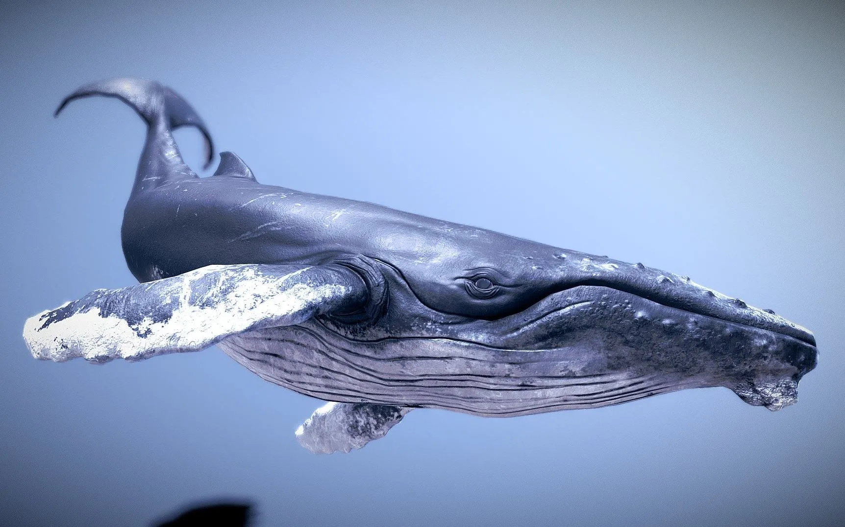 PBR Game 3D Models – Humpback Whale (2)