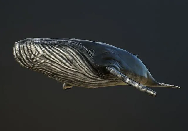 PBR Game 3D Models – Humpback Whale