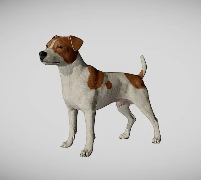 PBR Game 3D Models – Jack Russel