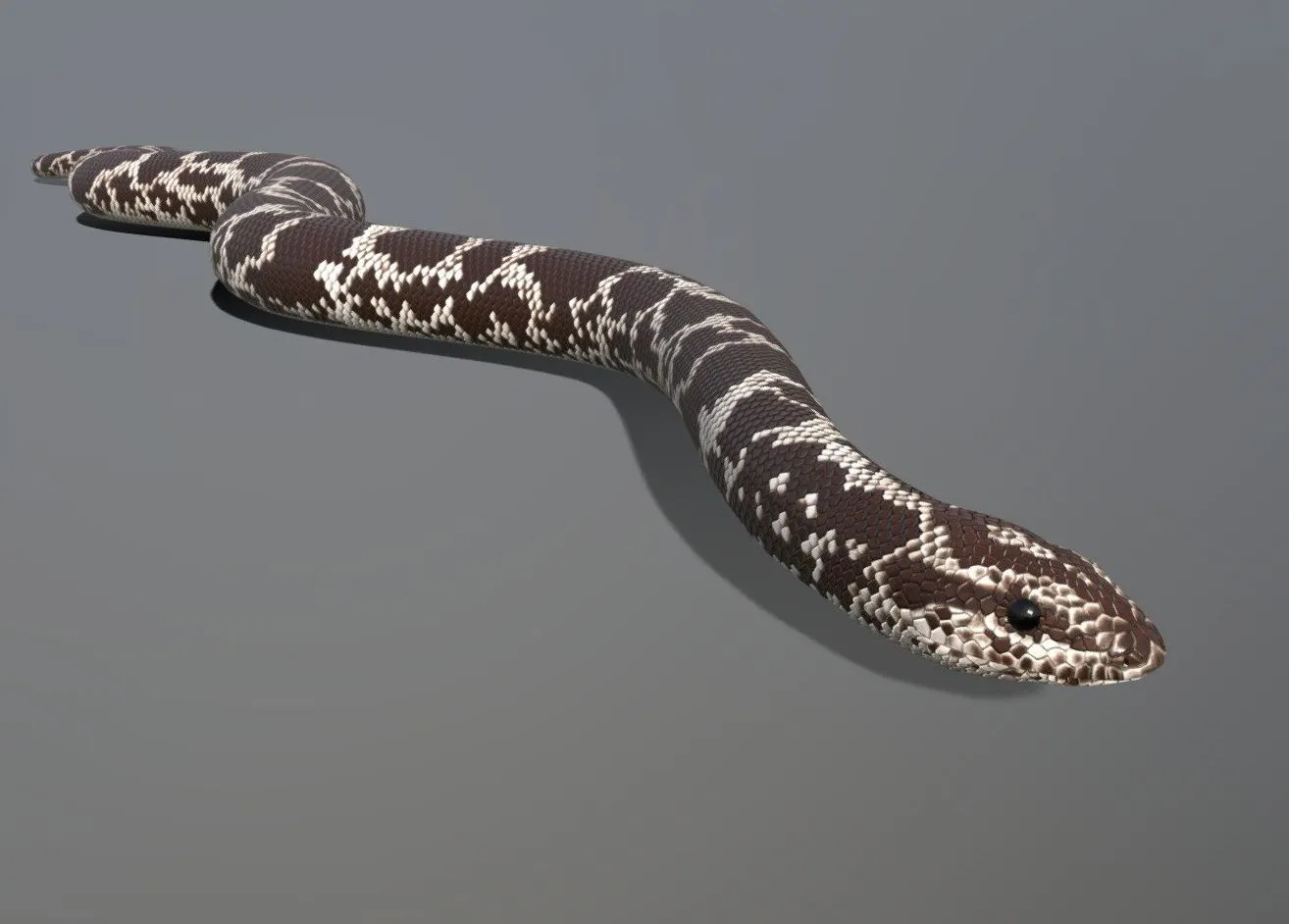 PBR Game 3D Models – Kenyan Sand Boa Animated
