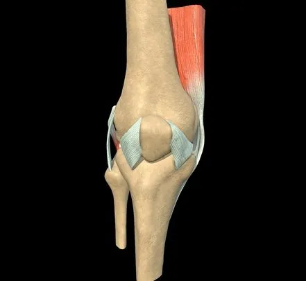 PBR Game 3D Models – Knee With External Ligaments