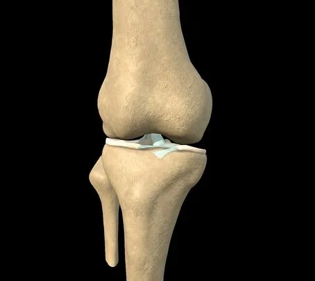 PBR Game 3D Models – Knee With Internal Ligaments