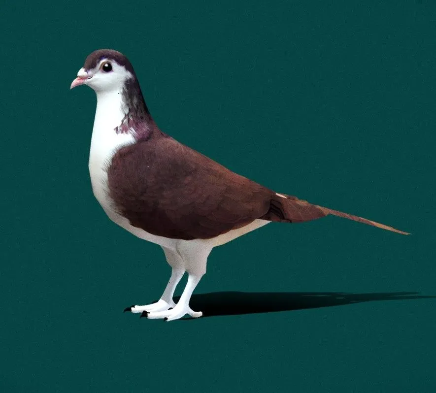 PBR Game 3D Models – Lahore Pigeon Low Poly