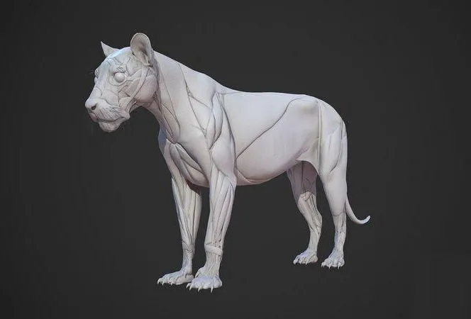 PBR Game 3D Models – Lion Anatomy Skin Ecorche Body Base
