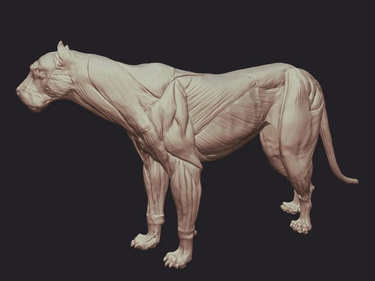 PBR Game 3D Models – Lion Anatomy