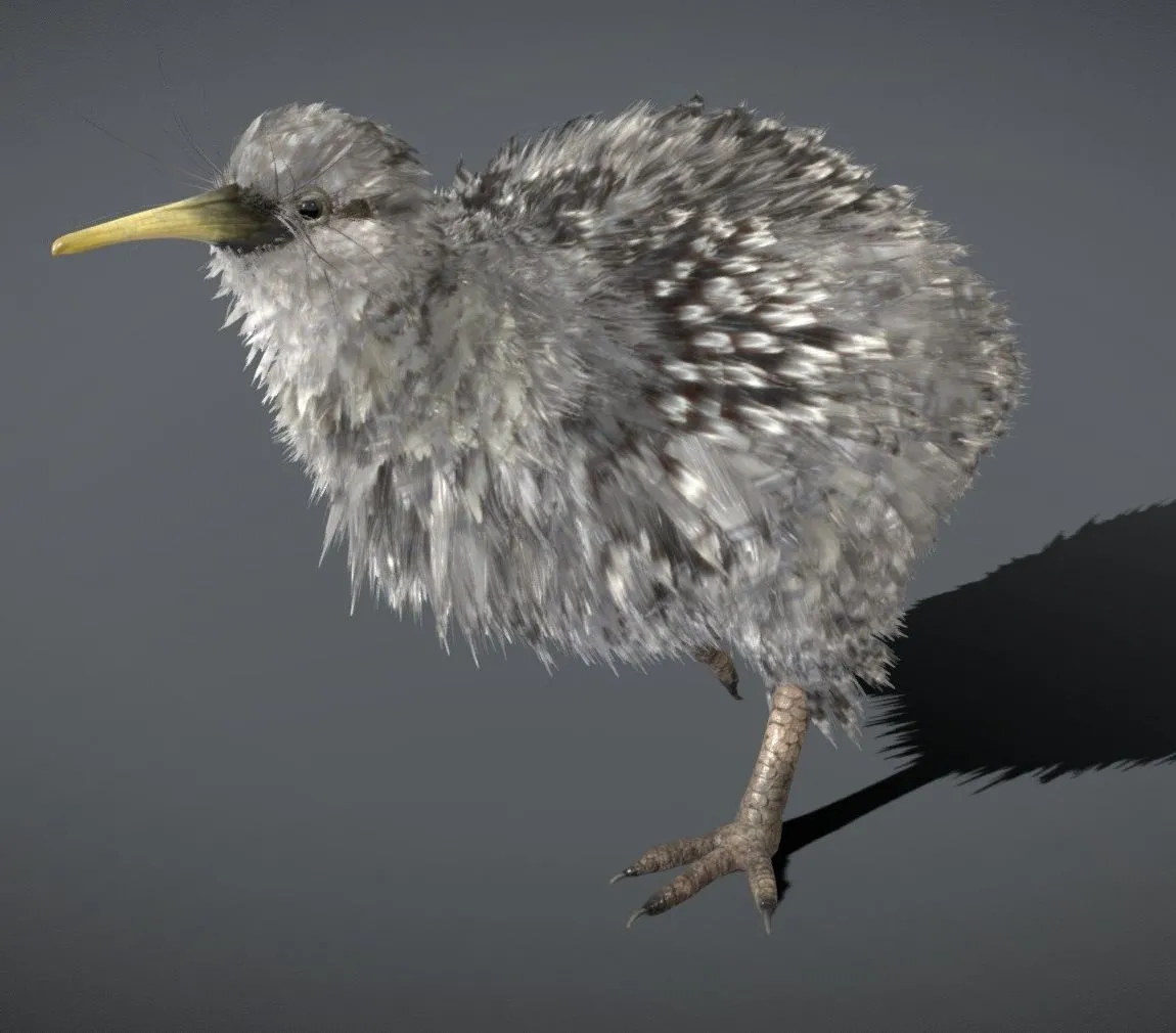 PBR Game 3D Models – Little Spotted Kiwi