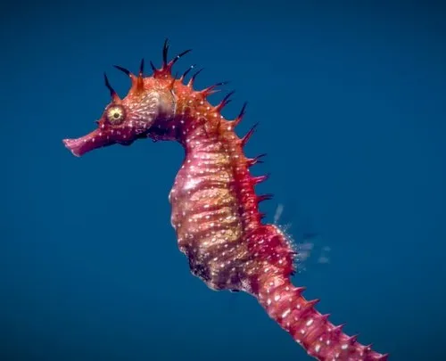 PBR Game 3D Models – Long Snouted Seahorse