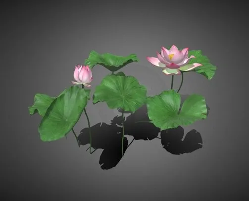 PBR Game 3D Models – Lotus