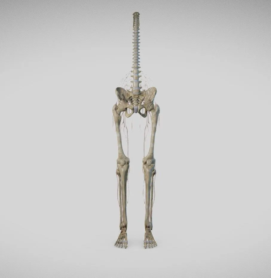 PBR Game 3D Models – Lower Limb Skeleton And Nerves
