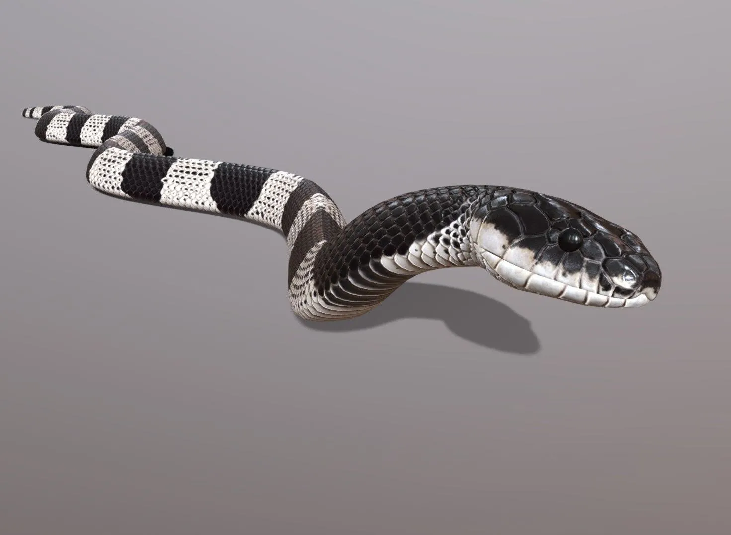 PBR Game 3D Models – Malayan Krait Animated