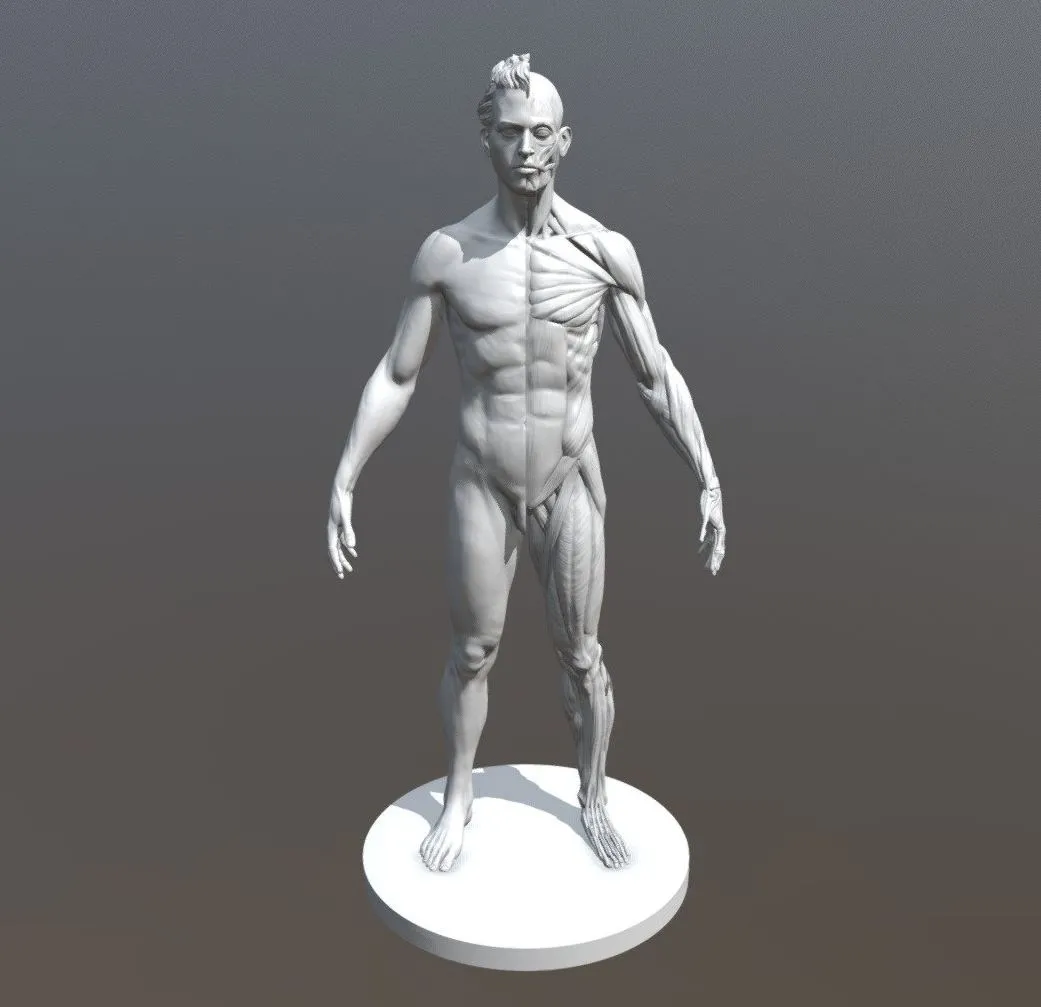 PBR Game 3D Models – Male Ecorche