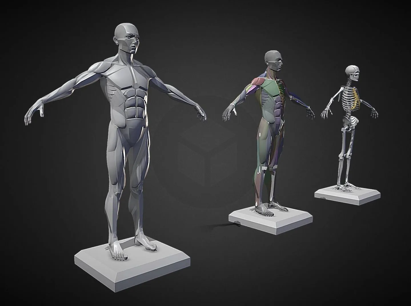 PBR Game 3D Models – Male Planar Anatomy