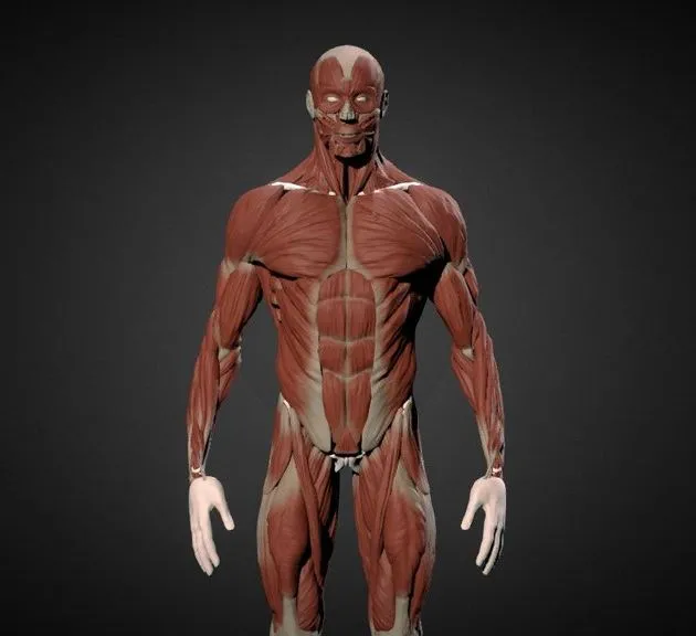 PBR Game 3D Models – Man Ecorche