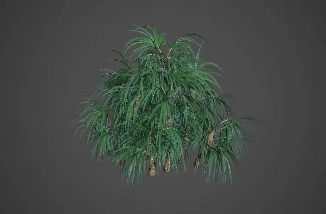 PBR Game 3D Models – Mazari Palm Collection – Nannorrhops Ritchiana