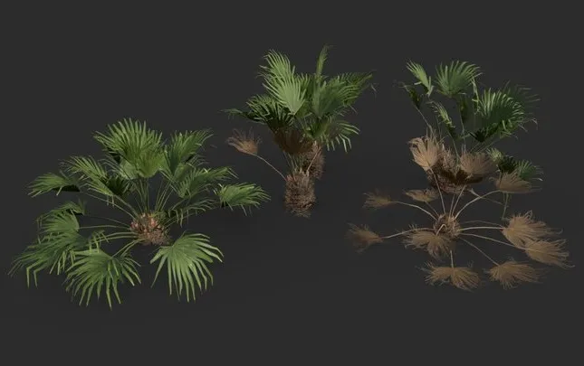 PBR Game 3D Models – Modular Needle Palm Tree