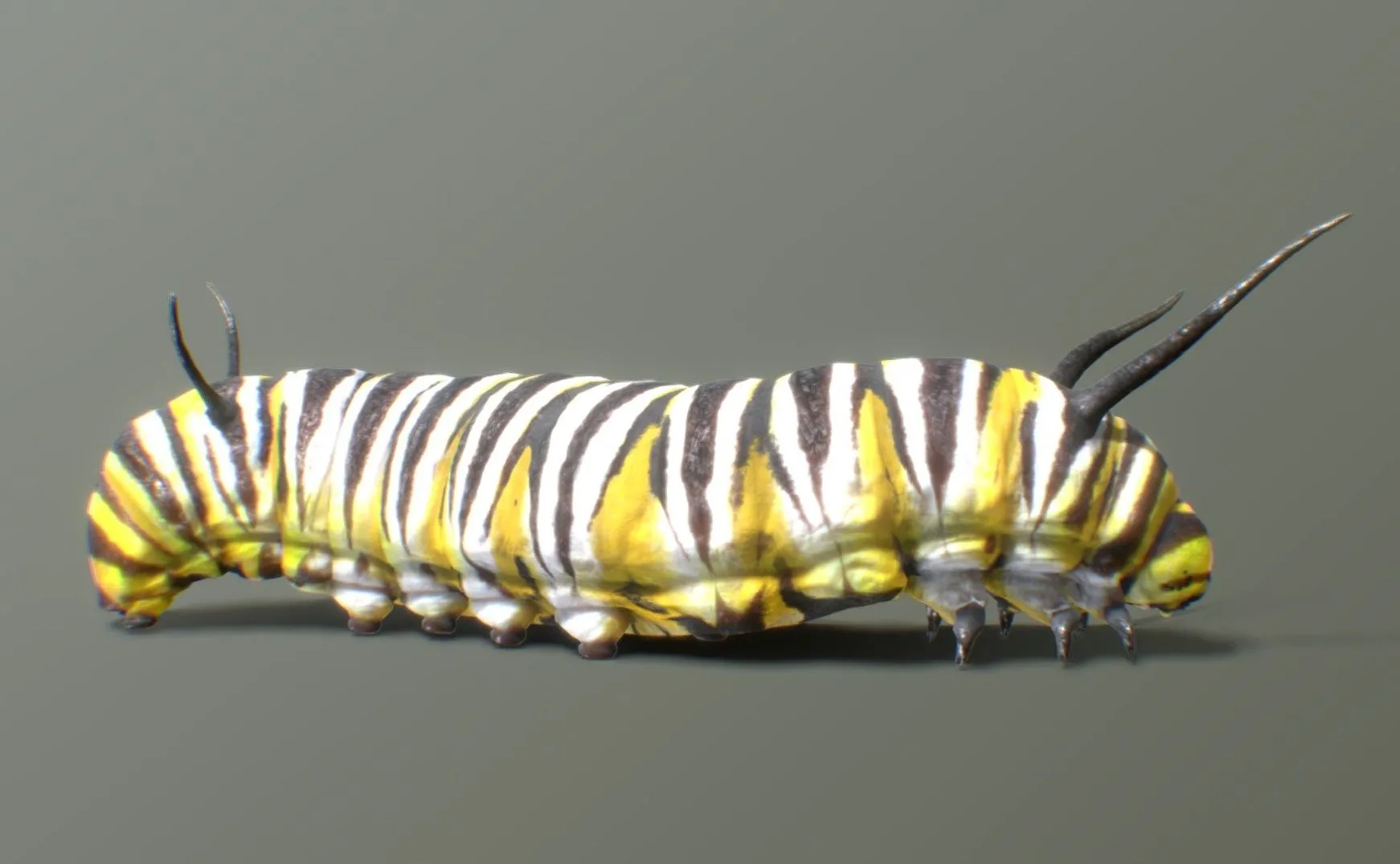 PBR Game 3D Models – Monarch Butterfly Caterpillar