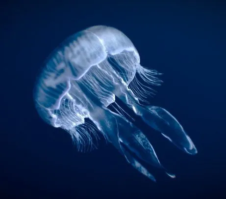 PBR Game 3D Models – Moon Jellyfish