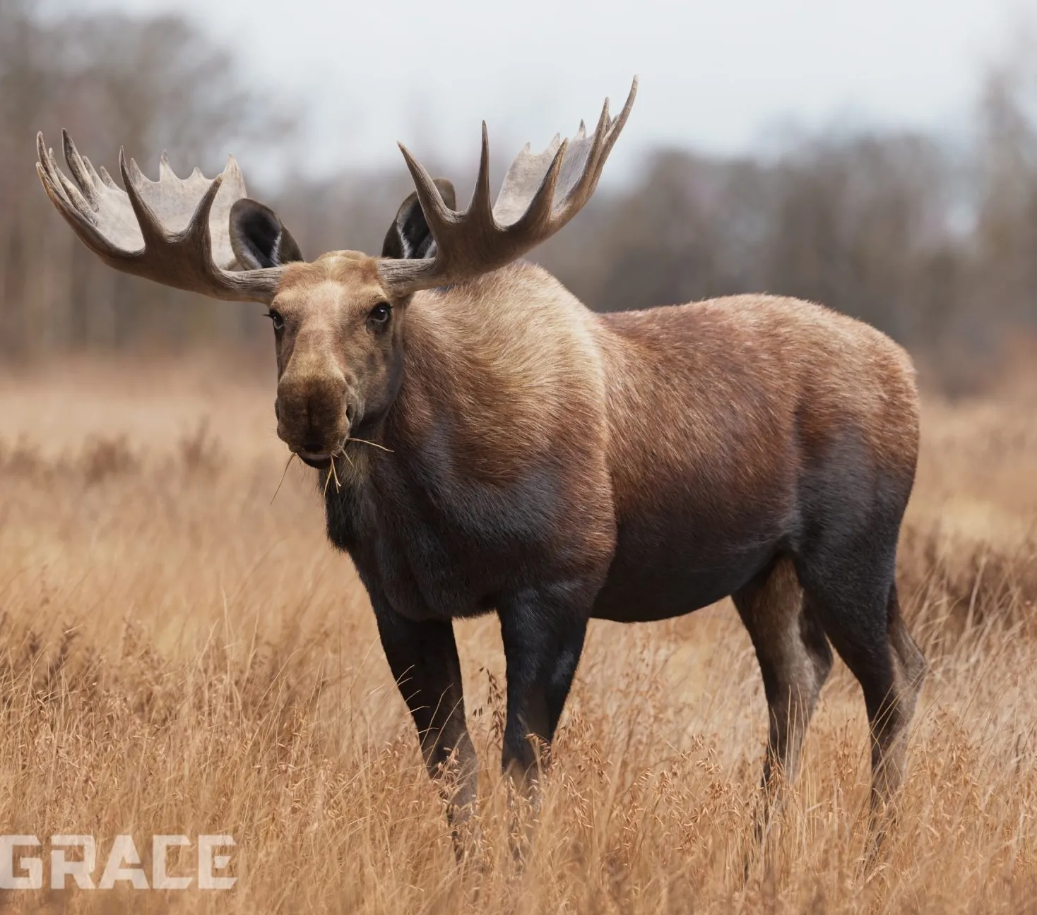 PBR Game 3D Models – Moose Male Animated