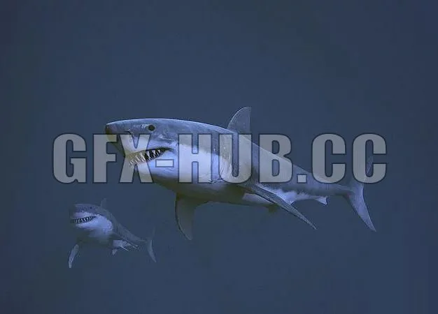 PBR Game 3D Models – more at=gfx-hub.dot.coGreat white shark