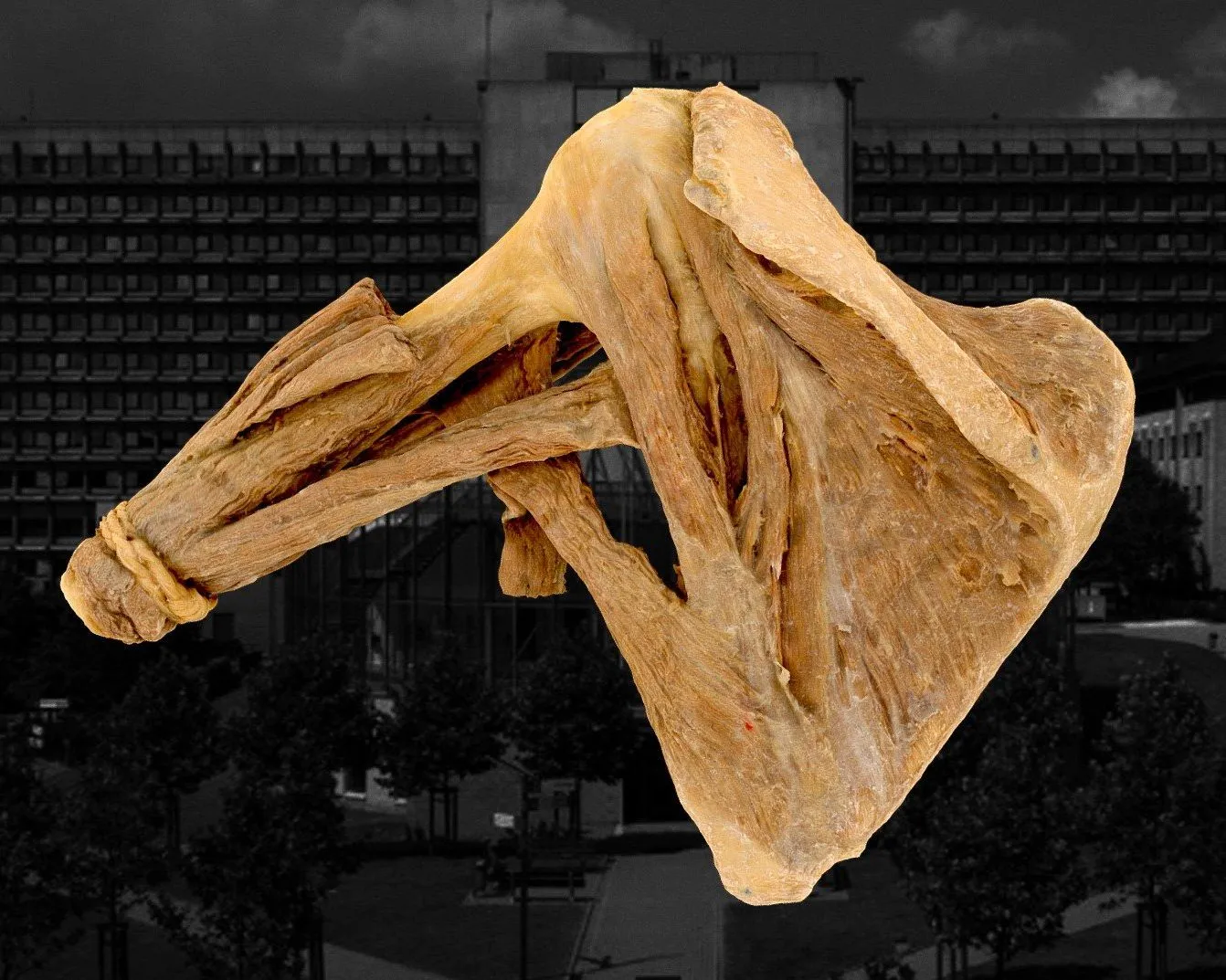 PBR Game 3D Models – Muscles De Lepaule