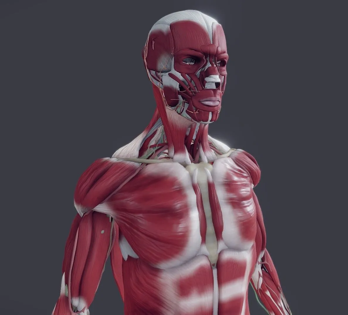 PBR Game 3D Models – Musculoskeletal With Nerves Vessels Lymphatics