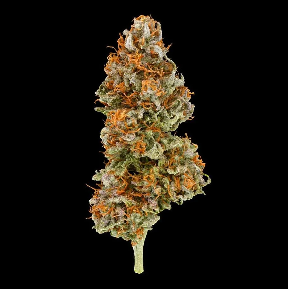 PBR Game 3D Models – Nanas Parm Cannabis Model