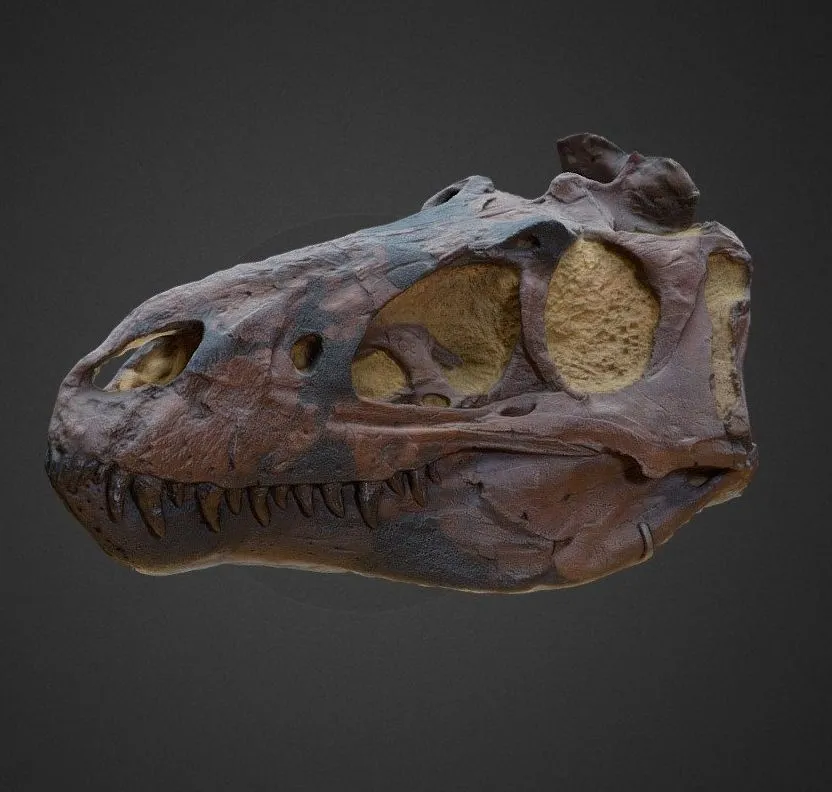 PBR Game 3D Models – Nanotyrannus Lancensis Young T Rex