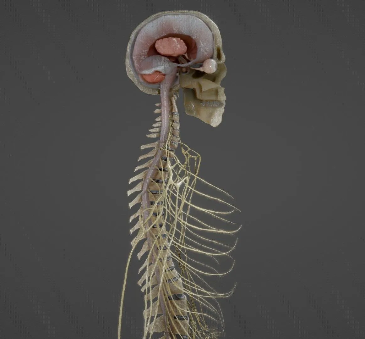 PBR Game 3D Models – Nerves With A Skeletal Cross Section