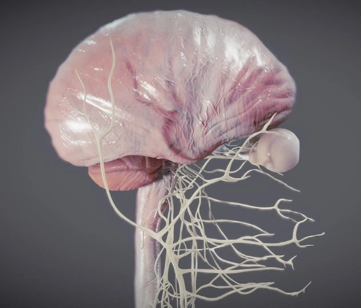 PBR Game 3D Models – Nervous System And Dura Mater