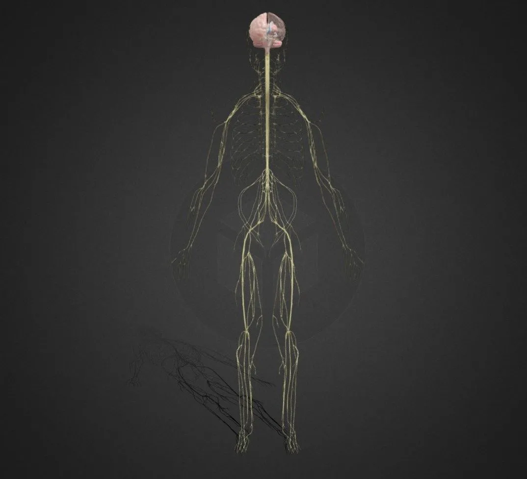 PBR Game 3D Models – Nervous System Lowpoly