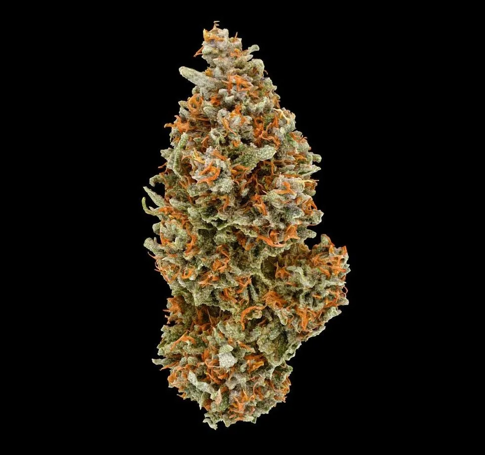 PBR Game 3D Models – Northern Lights Cannabis Model