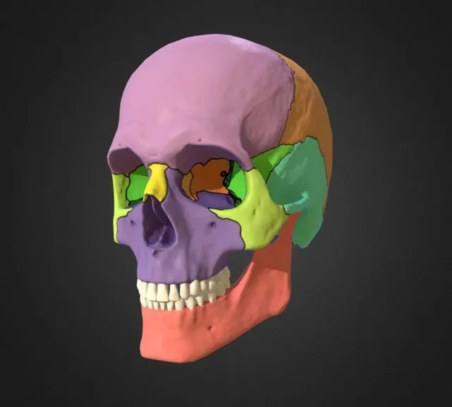 PBR Game 3D Models – P02 Skull