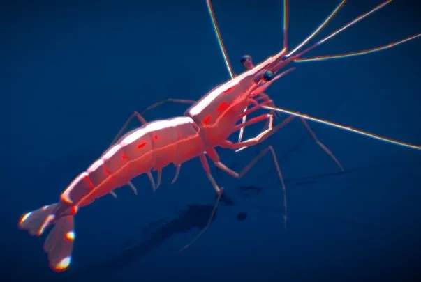 PBR Game 3D Models – Pacific Cleaner Shrimp