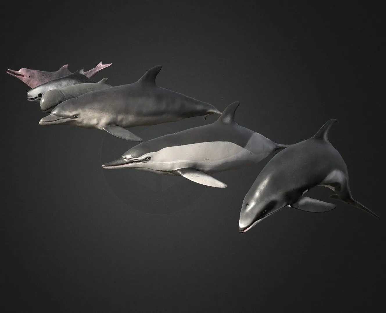 PBR Game 3D Models – Pack Of Dolphins (2)