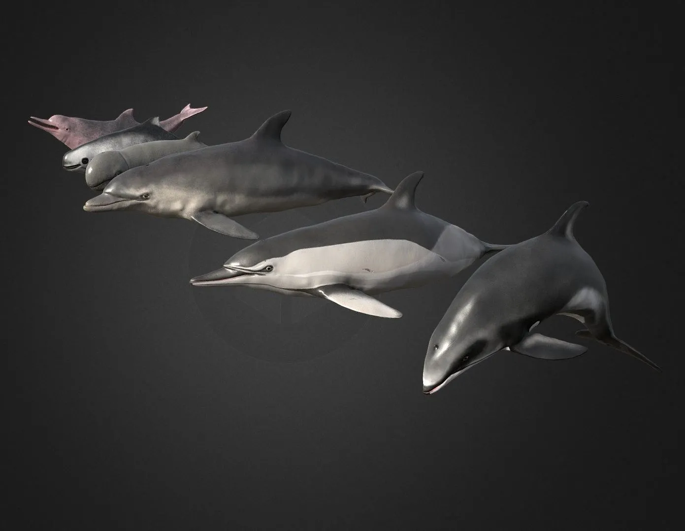 PBR Game 3D Models – Pack Of Dolphins