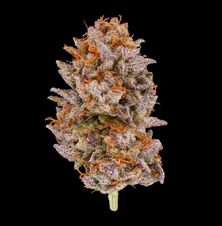 PBR Game 3D Models – Peanut Butter Breath Cannabis Model